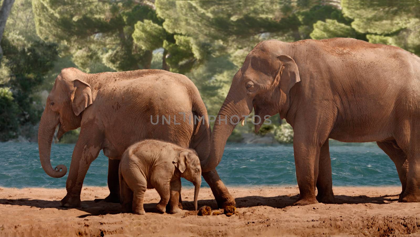 A very young Asian Elephant taking a curious look at its mothers poo, while the male looks on.