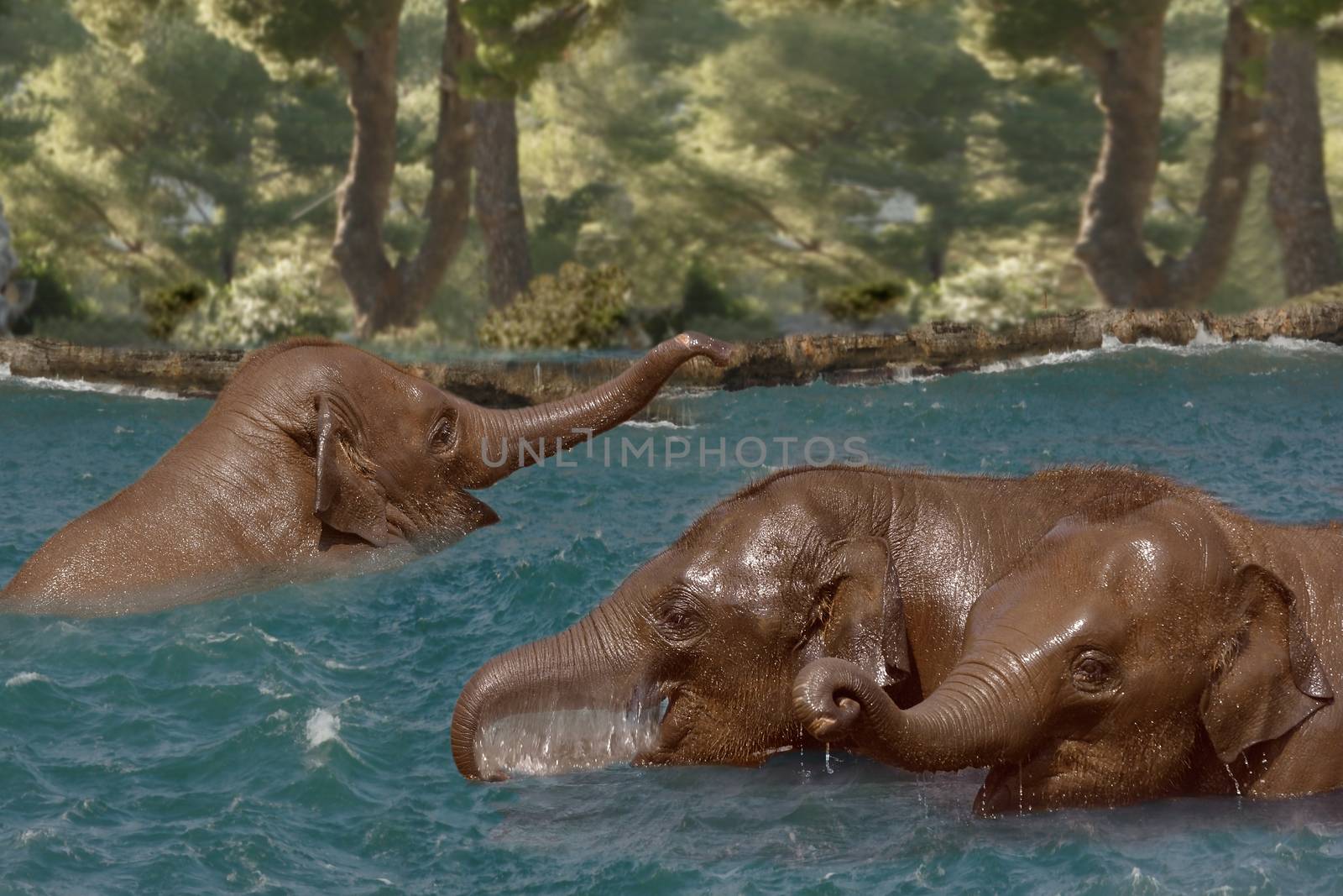 Young Asian Elephants cool off and play in the river.