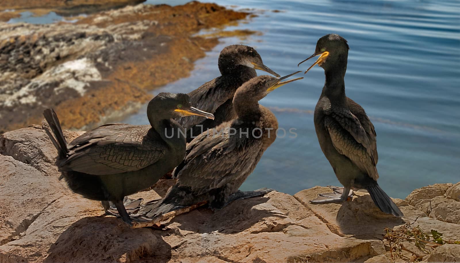 A male and female Shag trying to persuade their two juveniles to fly.
