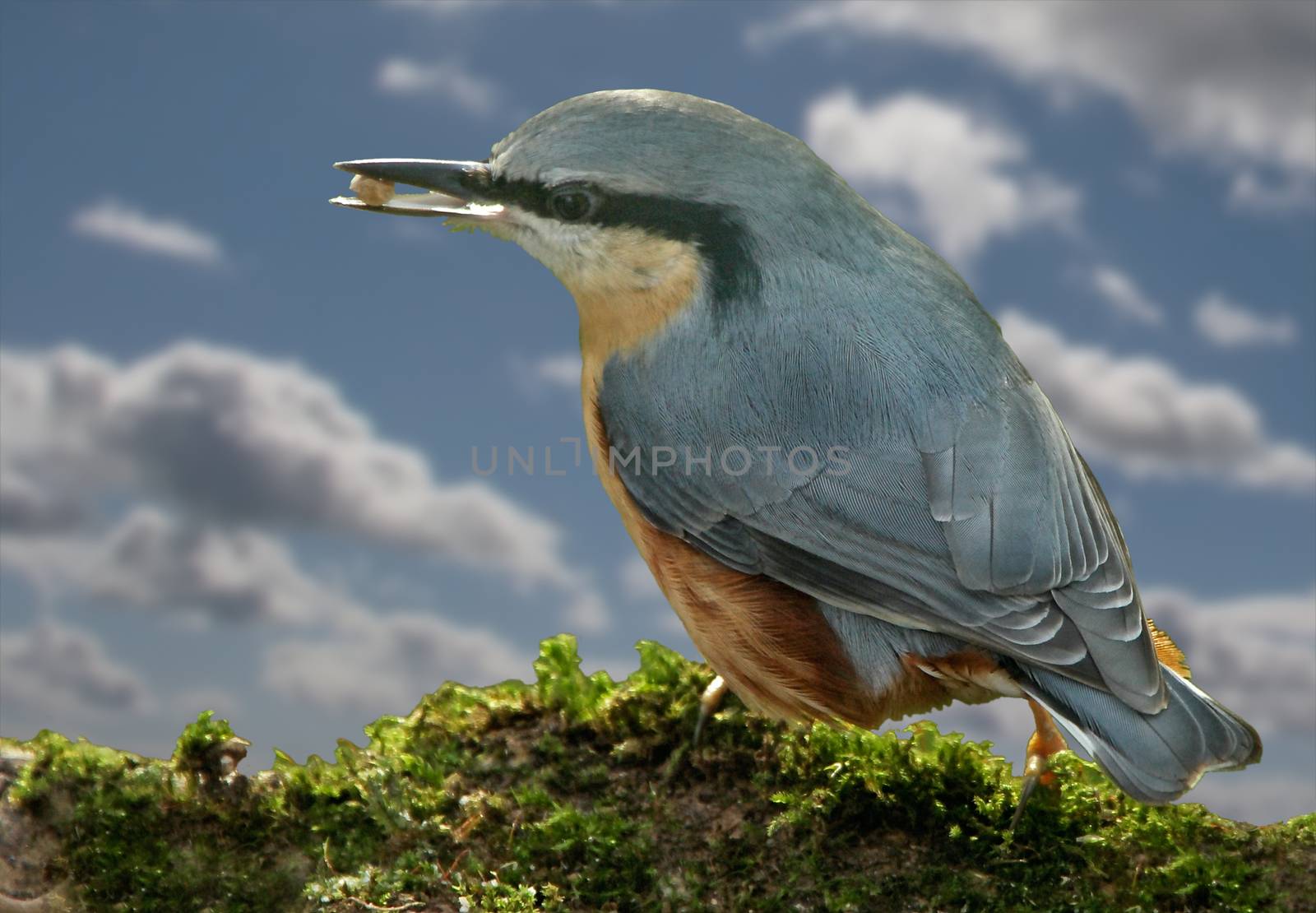 A male Nuthatch with a seed in its beak, perched on a mossy branch.