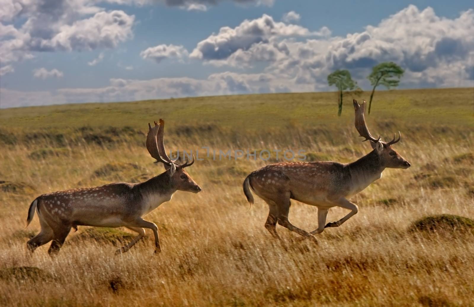 A dominant male Fallow Deer Stag chases off a rival at mating time.