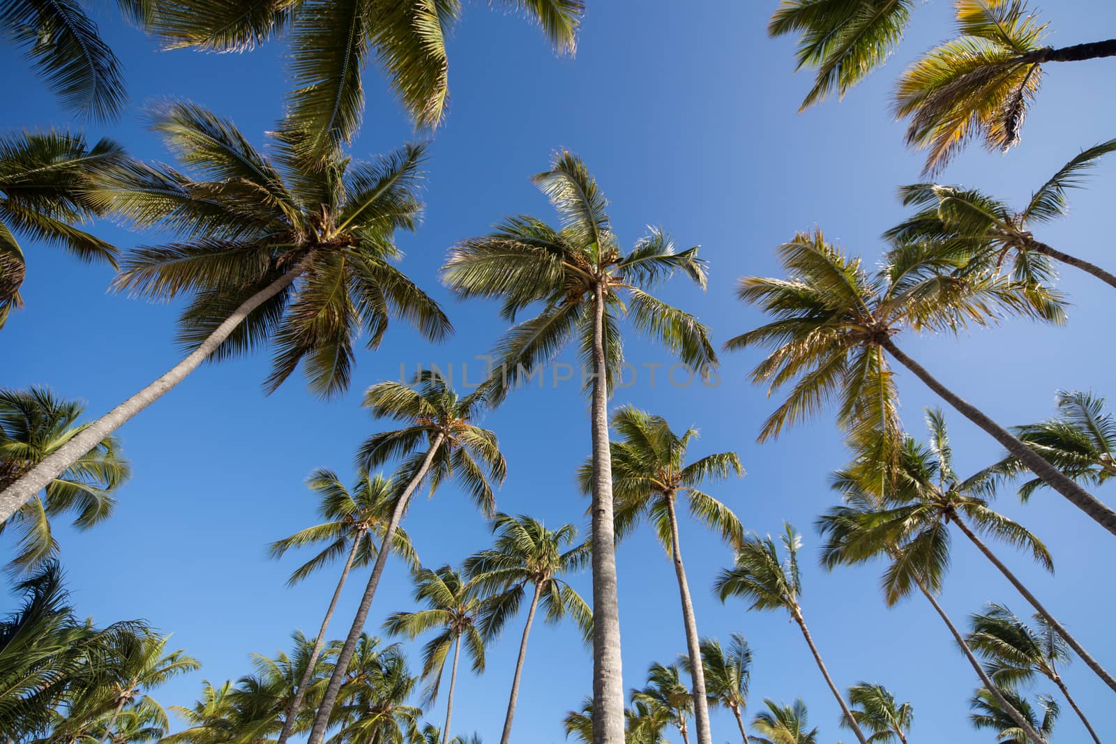 Palm trees in the sky on a Caribbean beach