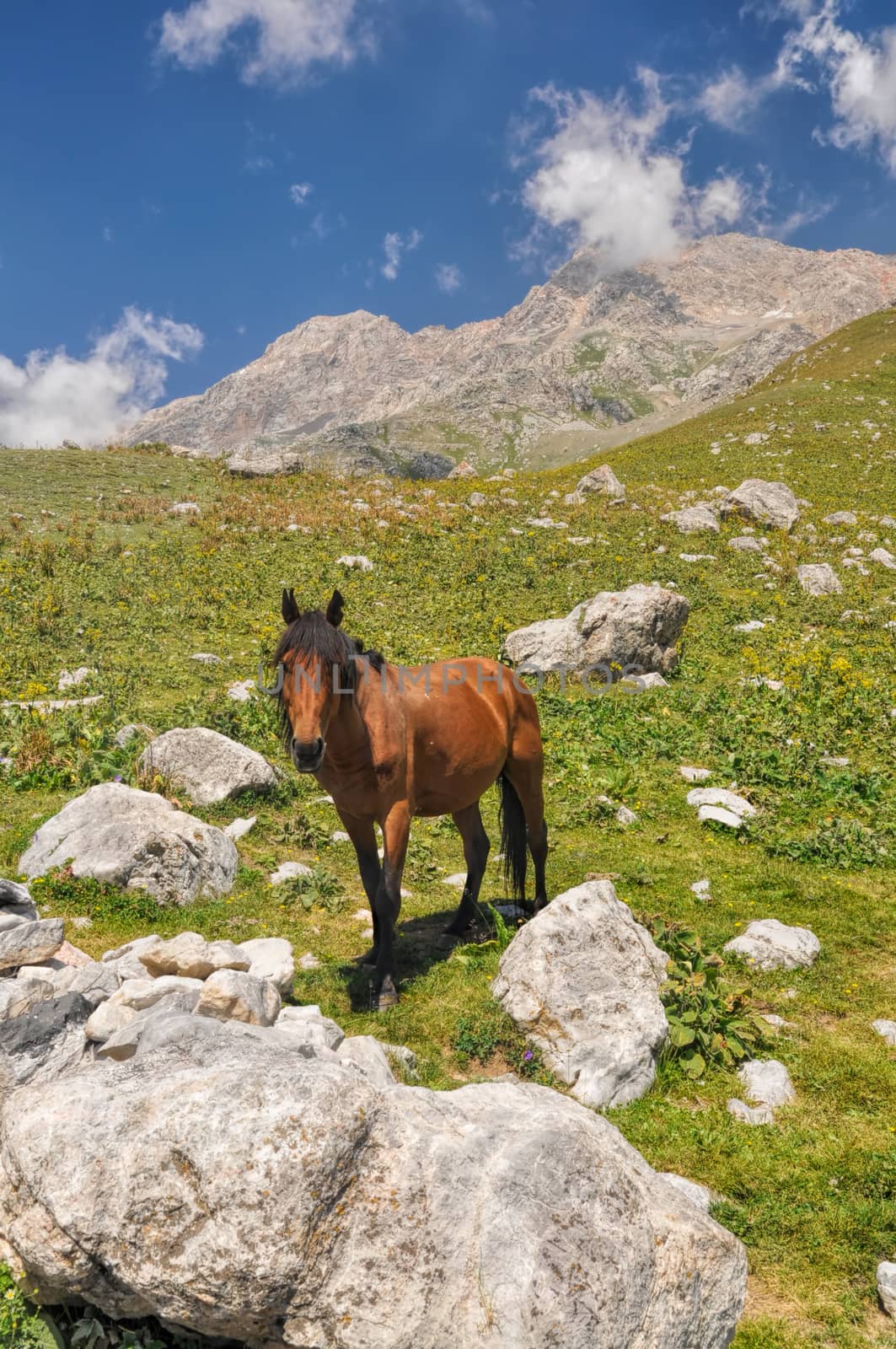 Horse in scenic mountain range in Kyrgyzstan