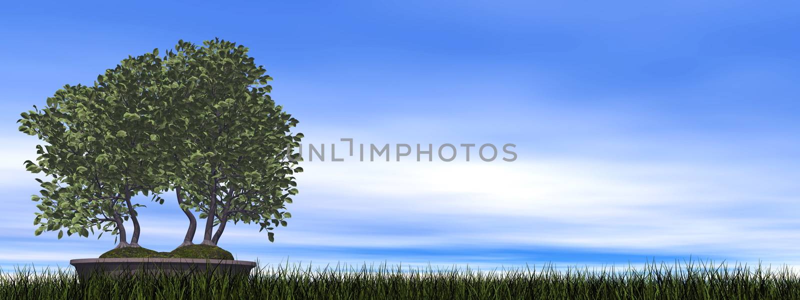 European beech tree bonsai - 3D render by Elenaphotos21