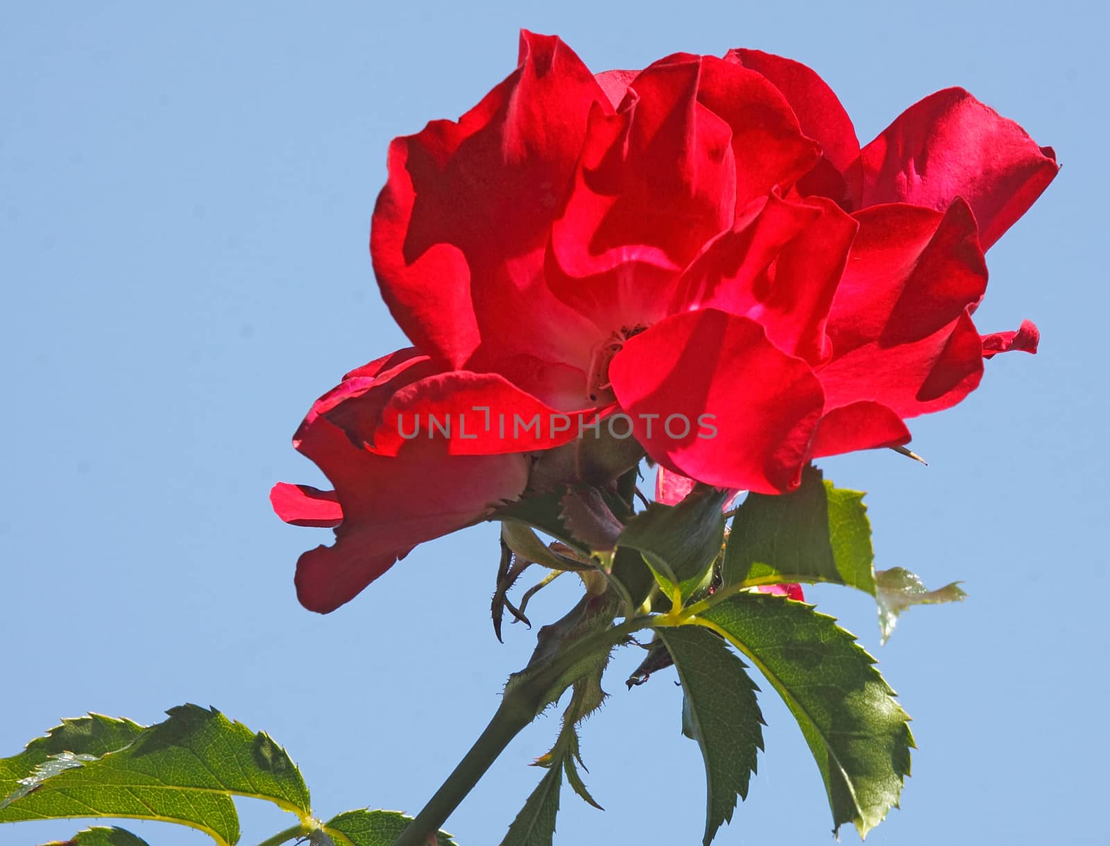 The Ruby Rose is usually used for ground cover and can create a flower carpet, but is also effective grown tall against the sky, as here.