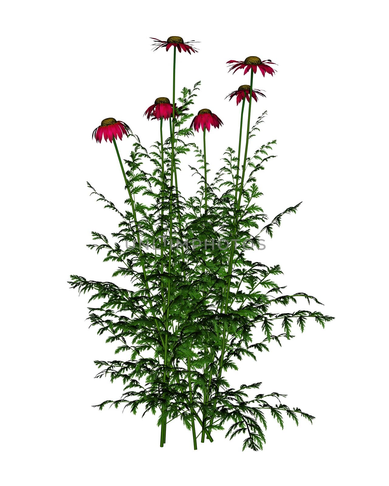 Red daisy flowers isolated in white background - 3D render