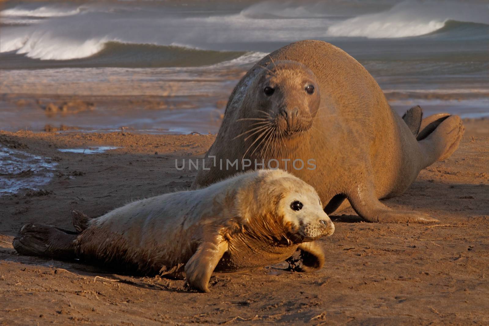 A female Atlantic Grey Seal guarding her pup on the sands at Donna Nook in Lincolnshire, England.
