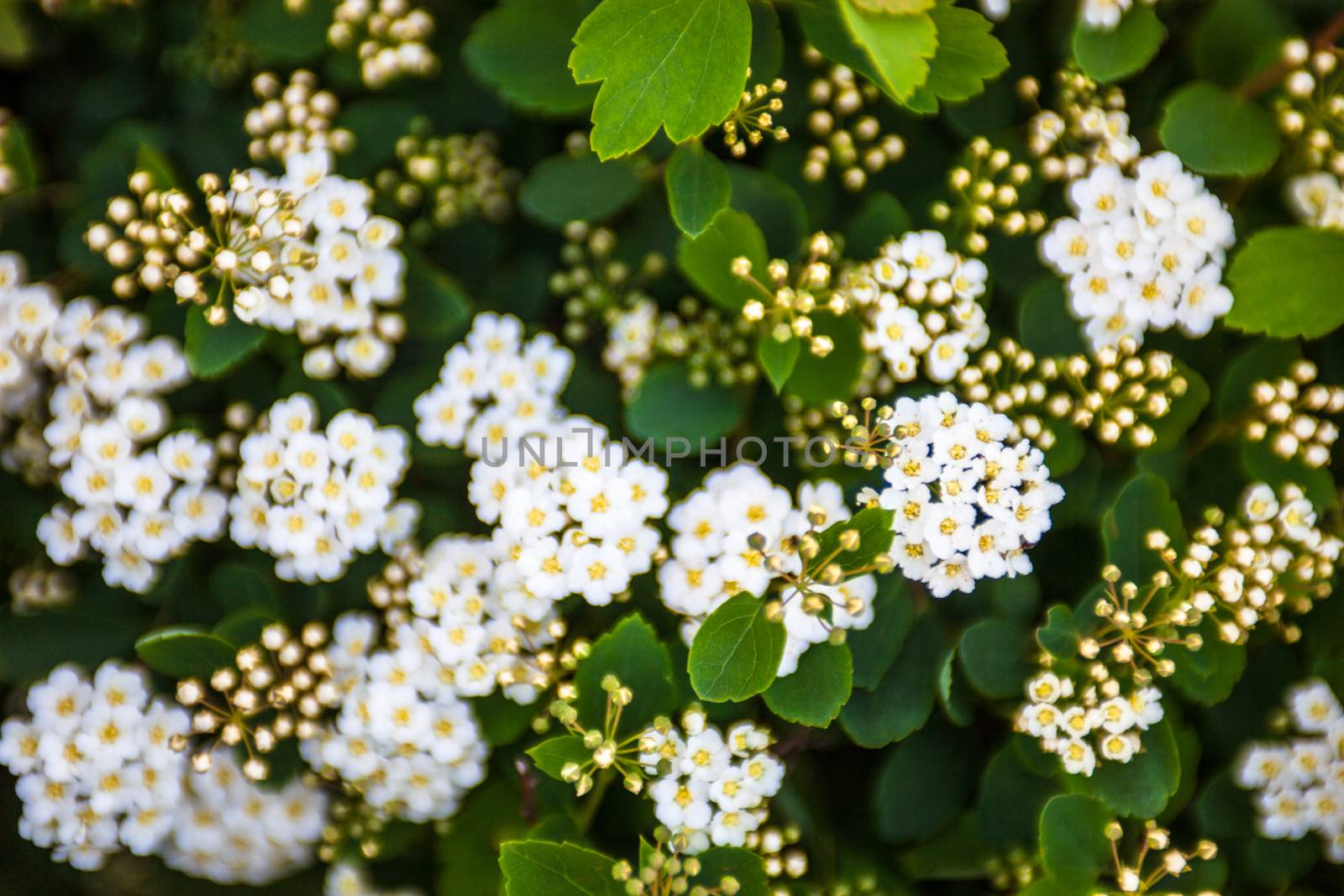 White flowers and buds on the blooming Spiraea shrub