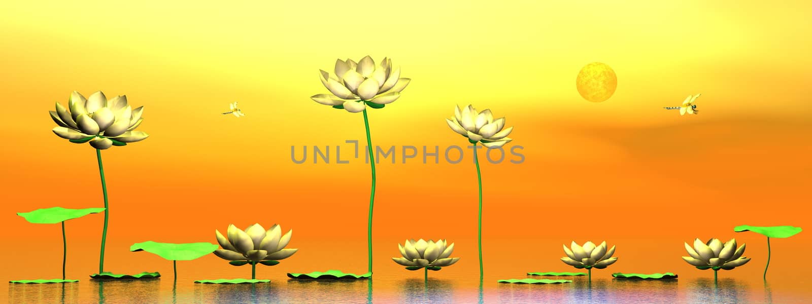 Pink lily flowers and leaves upon water by orange sunset - 3D render
