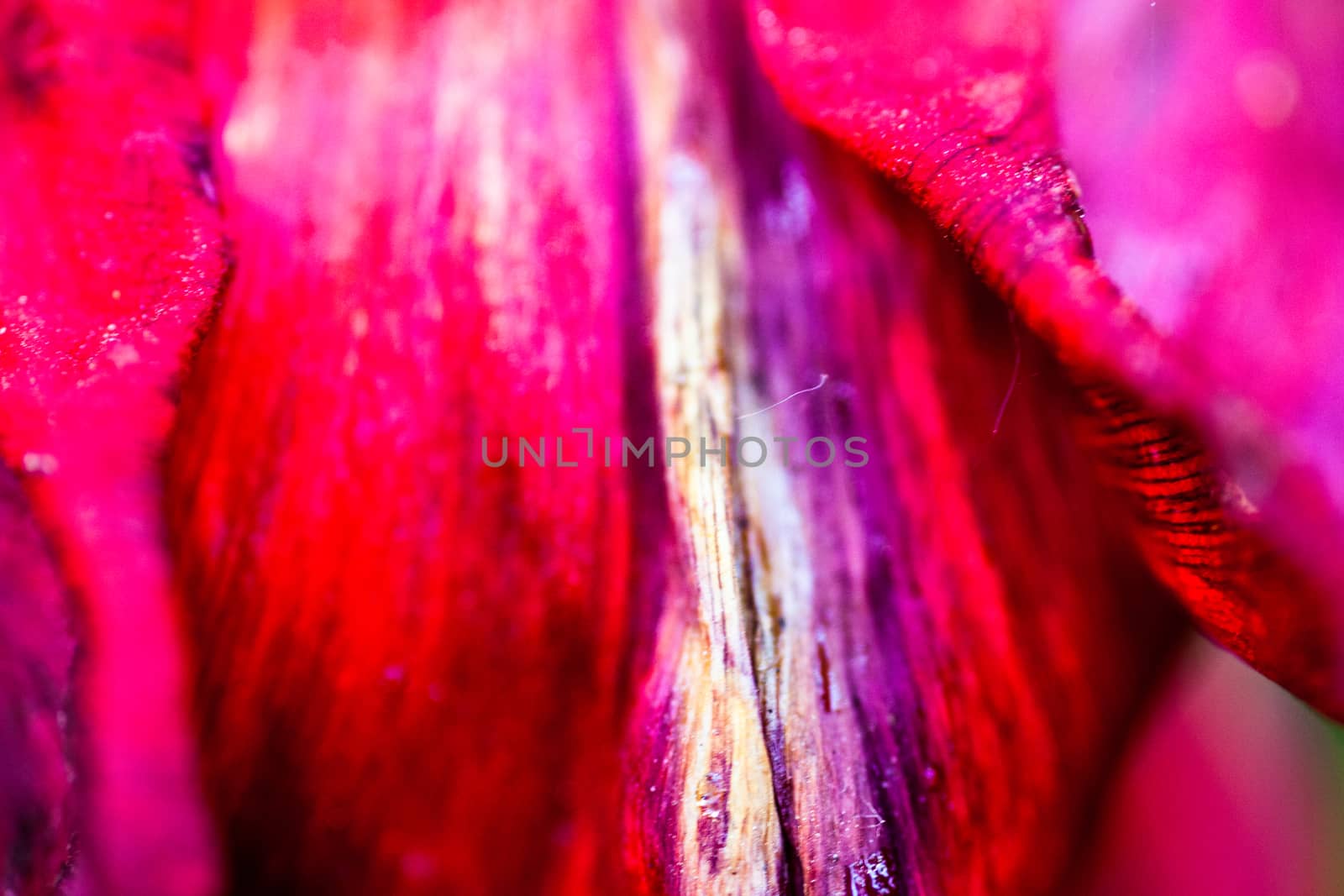 Closeup of the fading petals of the red-pink tulip flower.