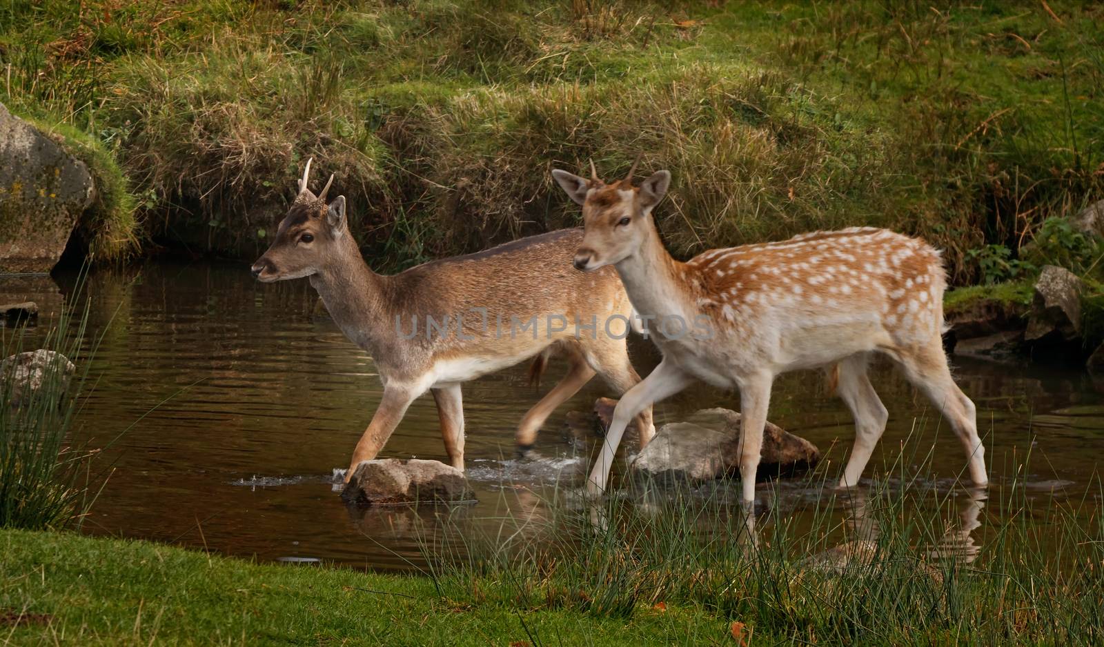 Two young male fallow deer crossing a stream. As depicted, there colouring can vary. 