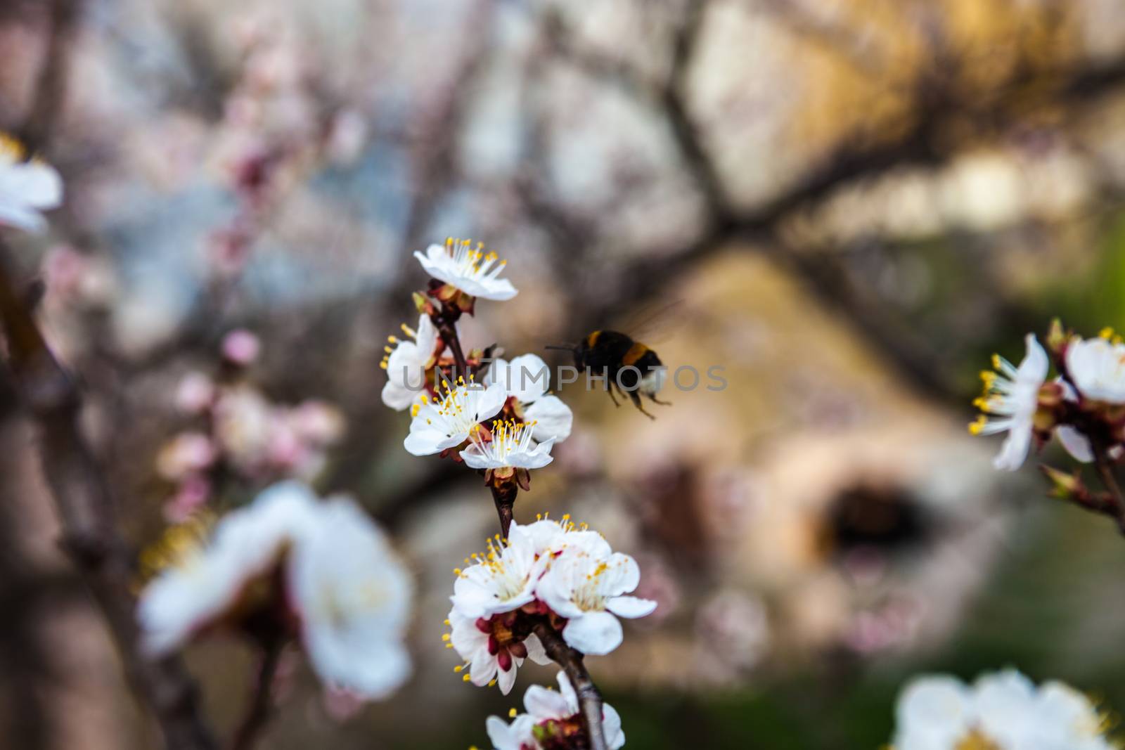 White flowers on the cherry tree branches and bumblebee.