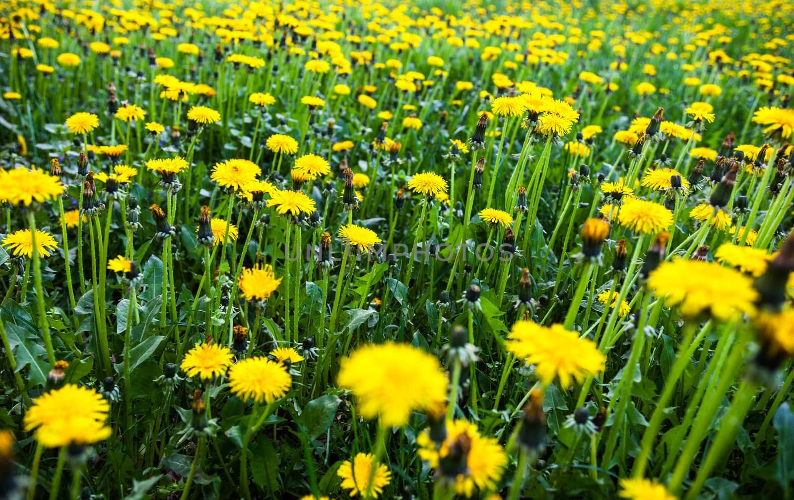 Meadow with lots of blooming yellow dandelions
