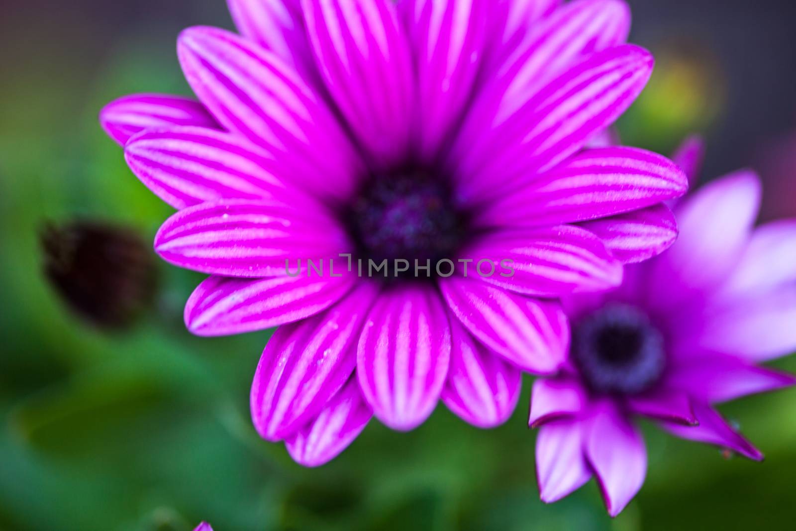 Close up of the purple osteospermum flower.