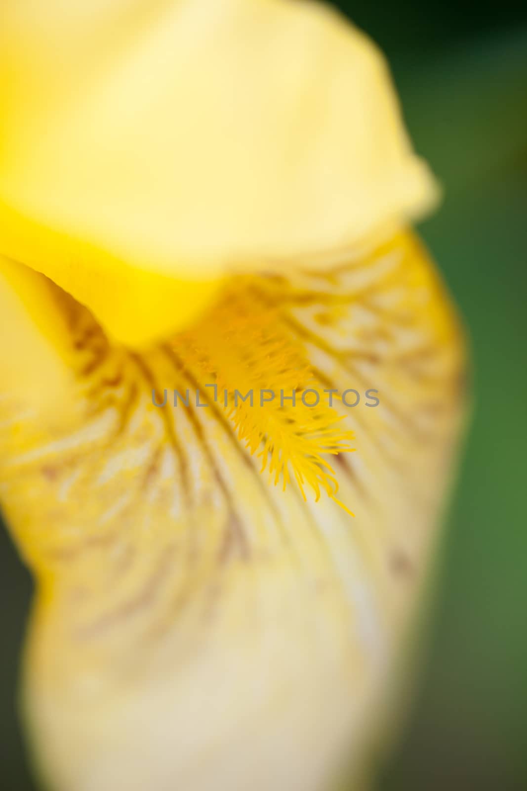 Close up of the yellow iris flower.
