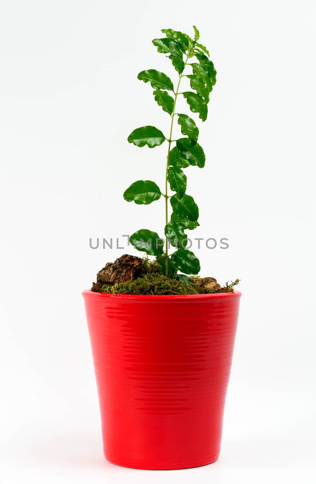 Young seedling in a clay pot red, which is in search of the light curve.