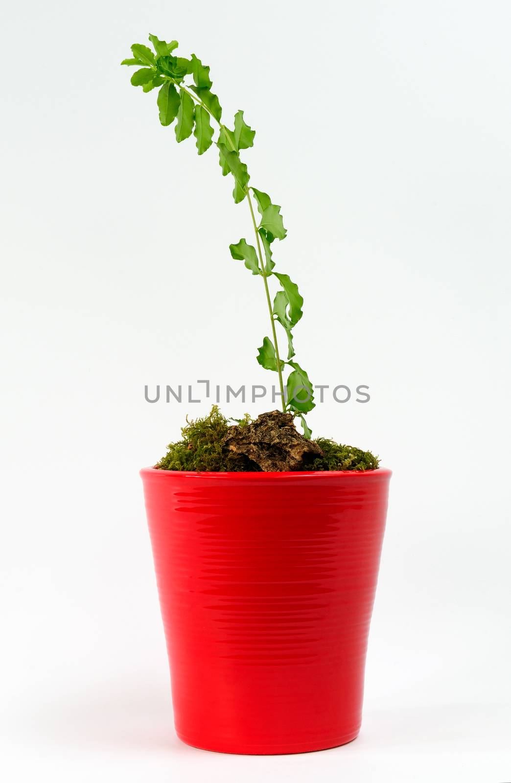 Young seedling in a clay pot red, which is in search of the light curve.