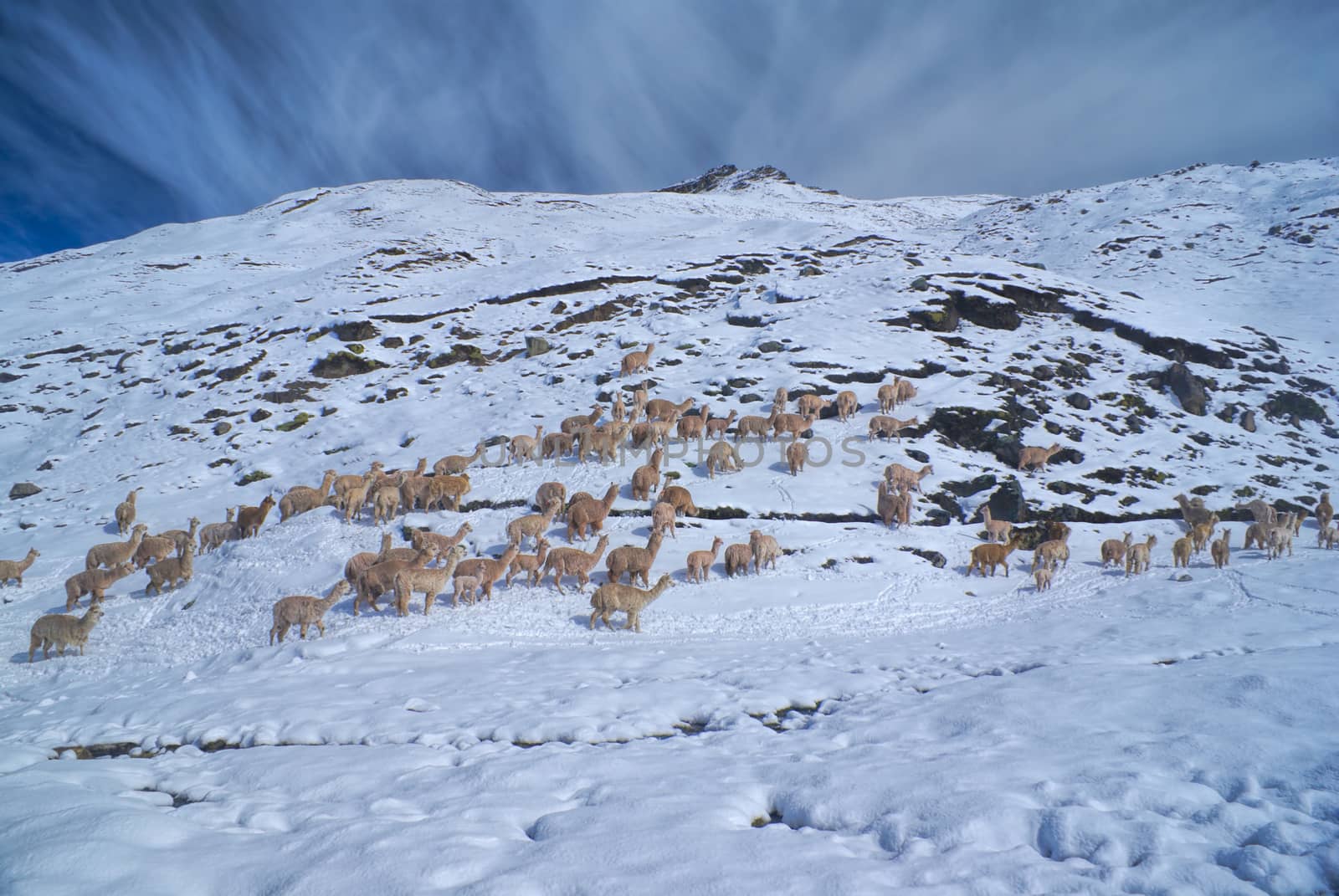 Herd of Llamas in Andes by MichalKnitl