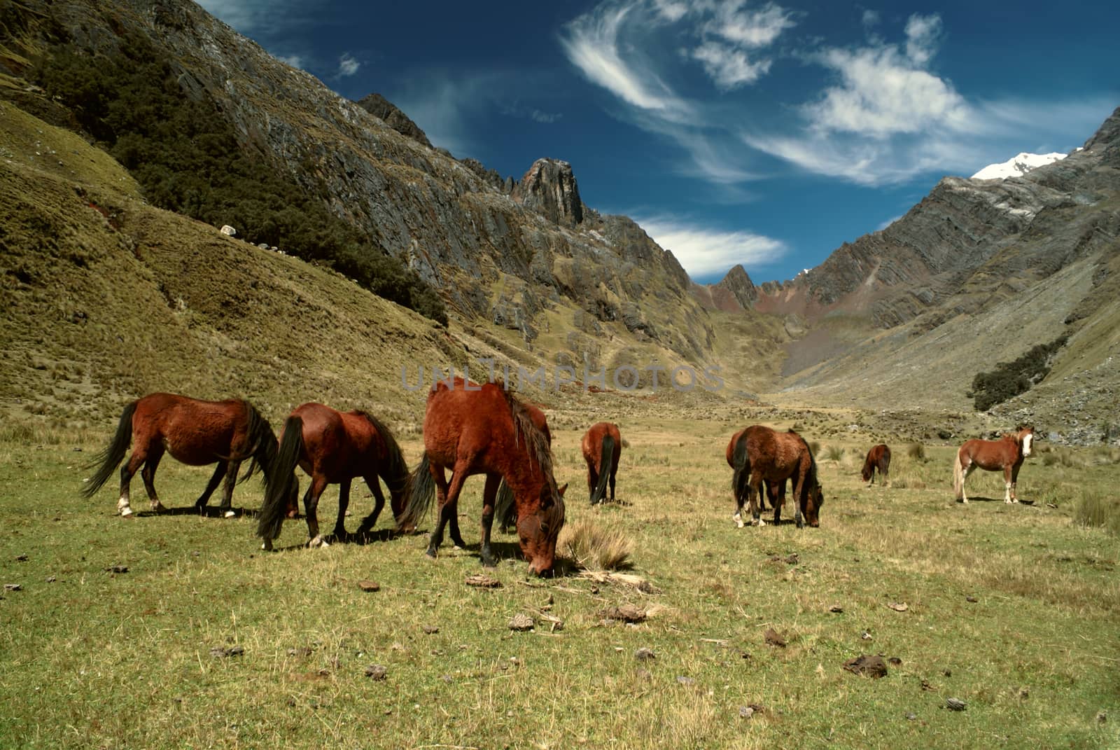 Horses in Andes by MichalKnitl
