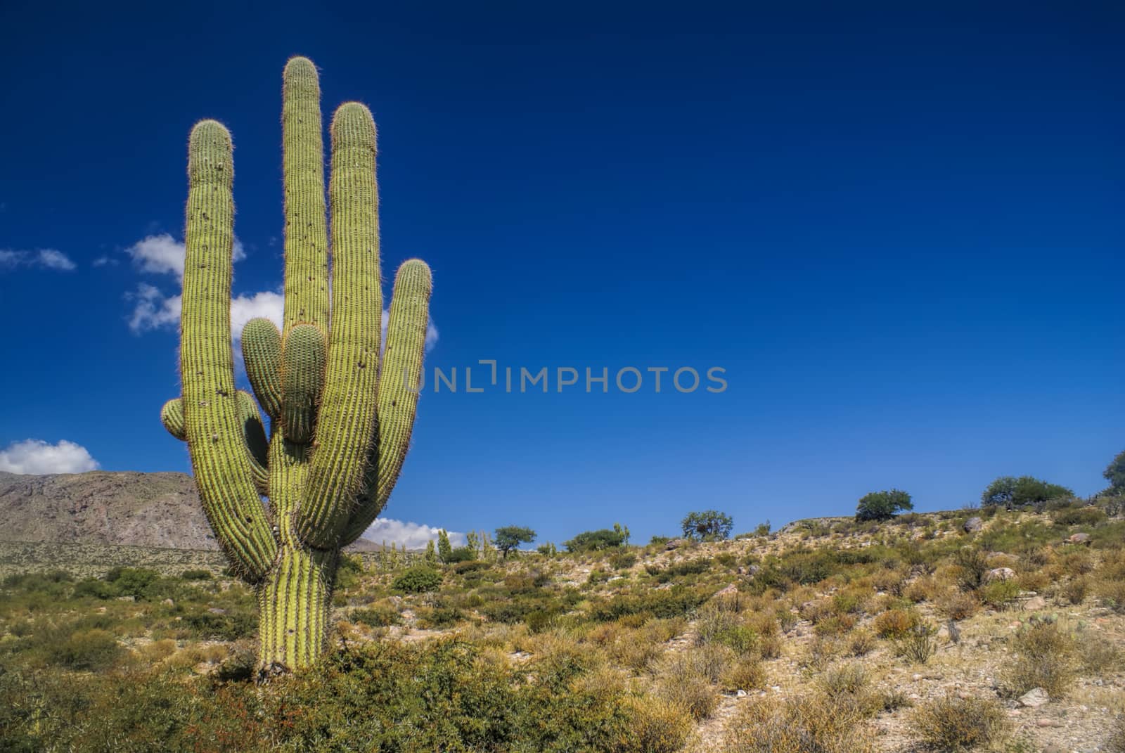 Large cactus dominating landscape in Argentina, South America      