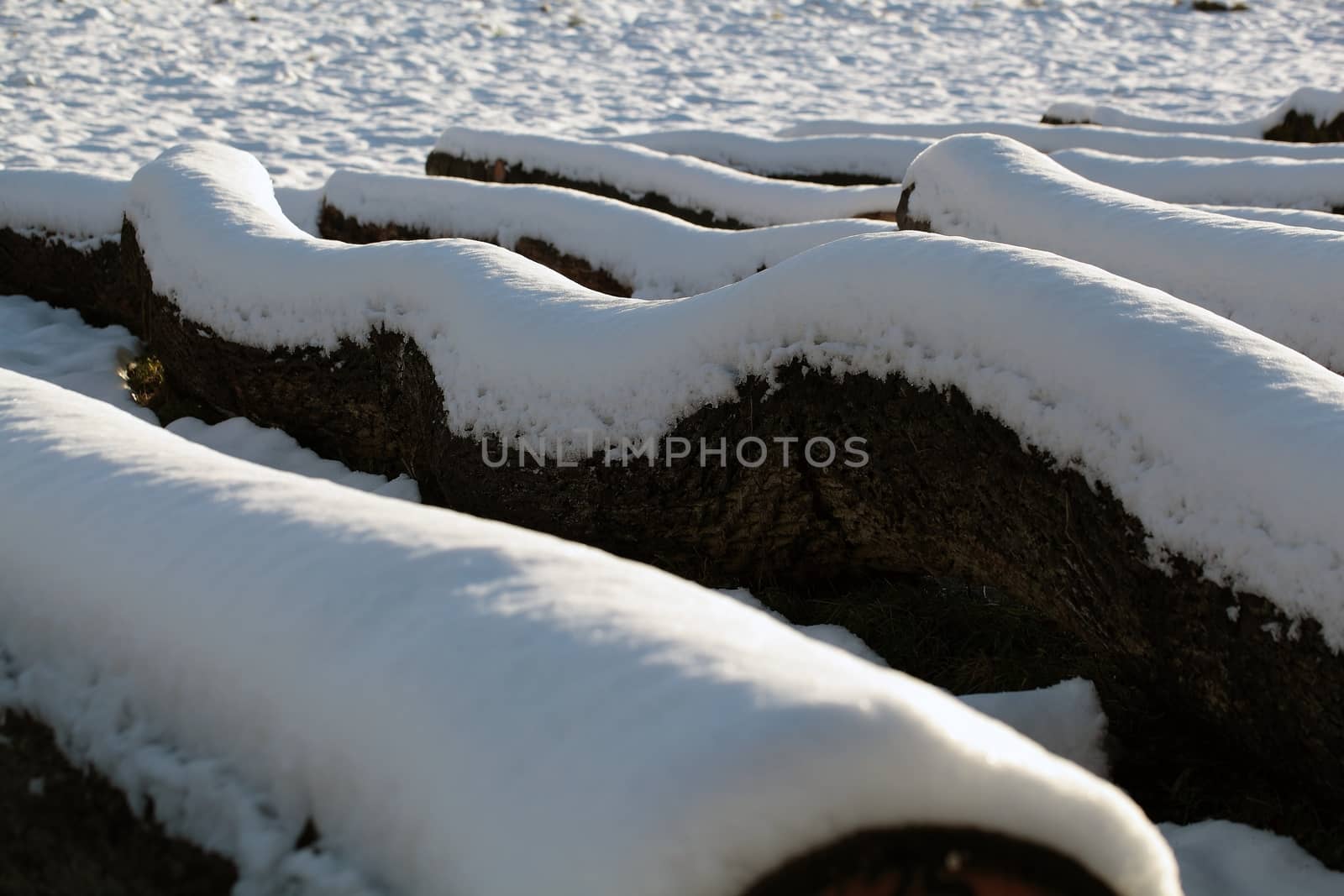 Felled trees in winter