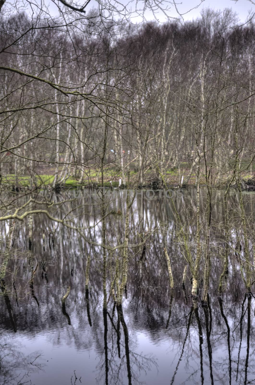 Pond on North Frisian Island Amrum in Germany