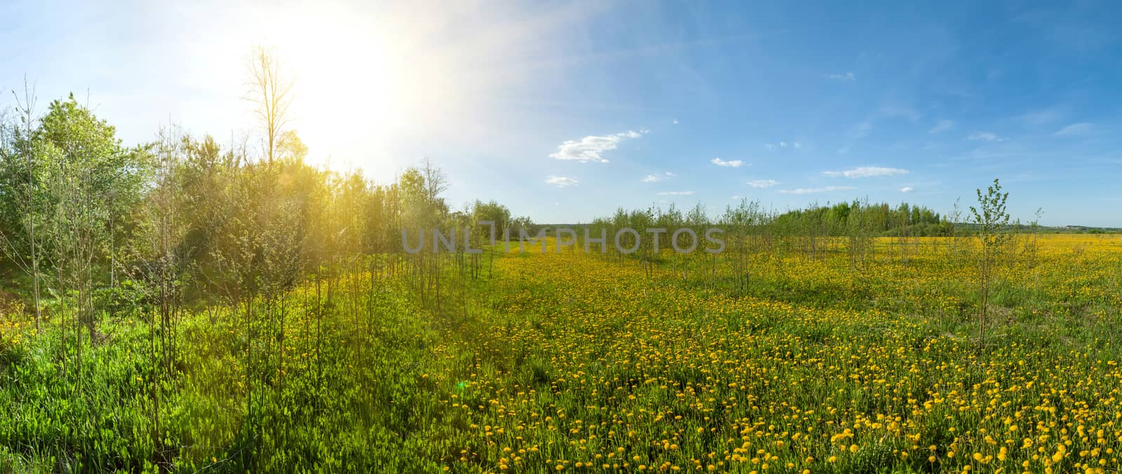 panorama of green spring blossoming field with dandelions and blue sky