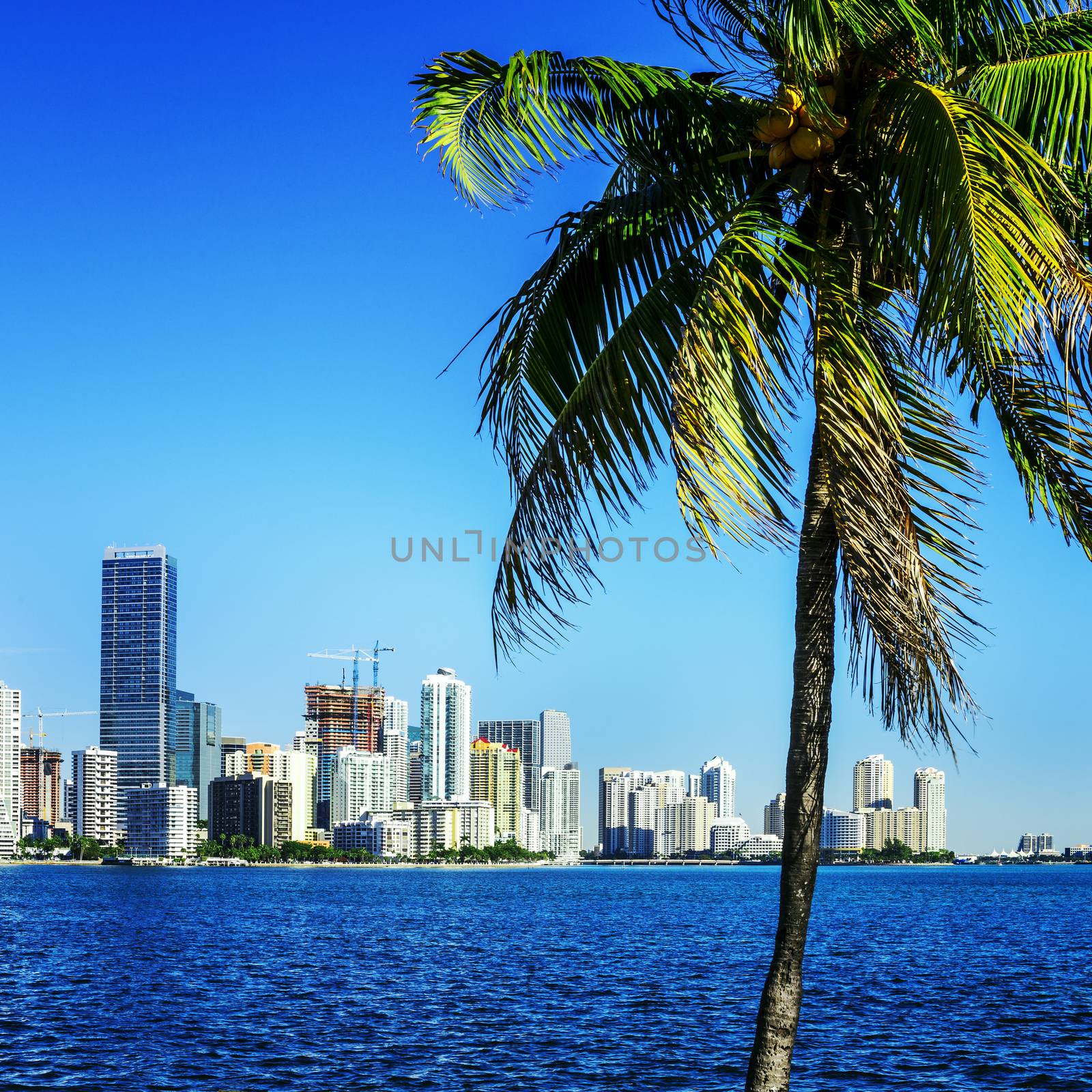 Miami Downtown skyline by ventdusud