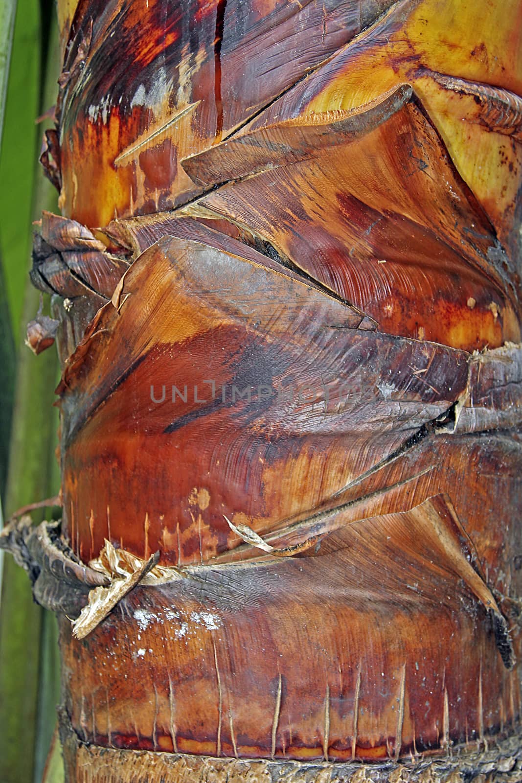 Palm coconut trunk texture details in closeup