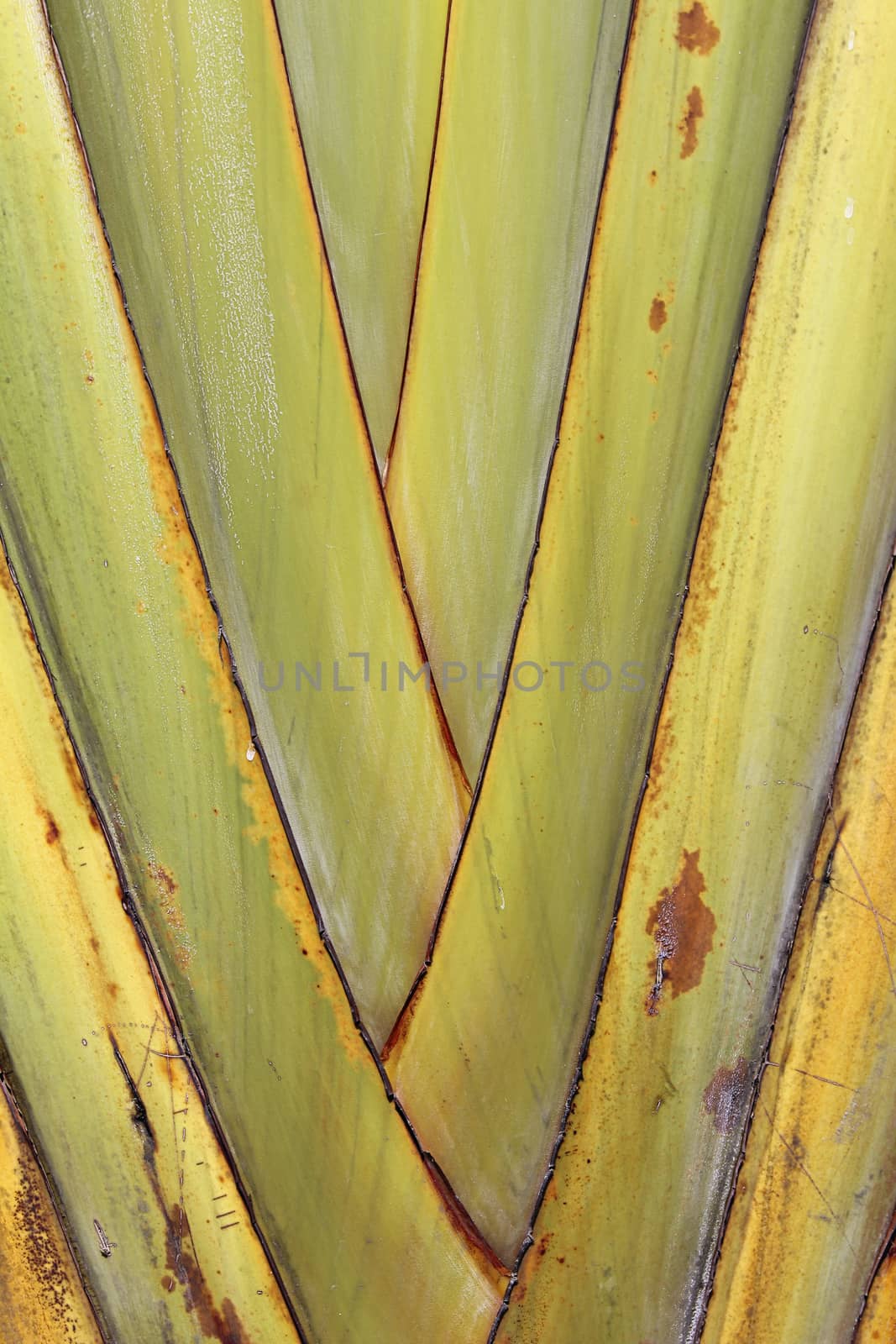 Palm leaves detail in close up of trunk