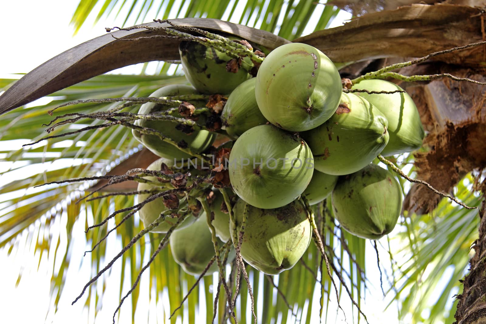 Coconut Tree with fruits over the white sky