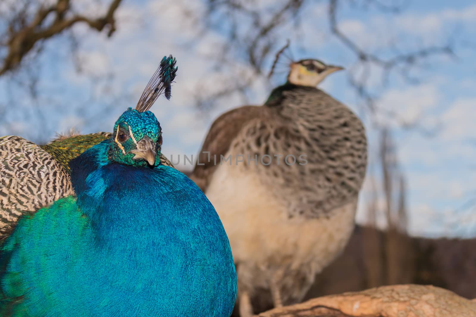 Couple of peacock,front sharp blurred background