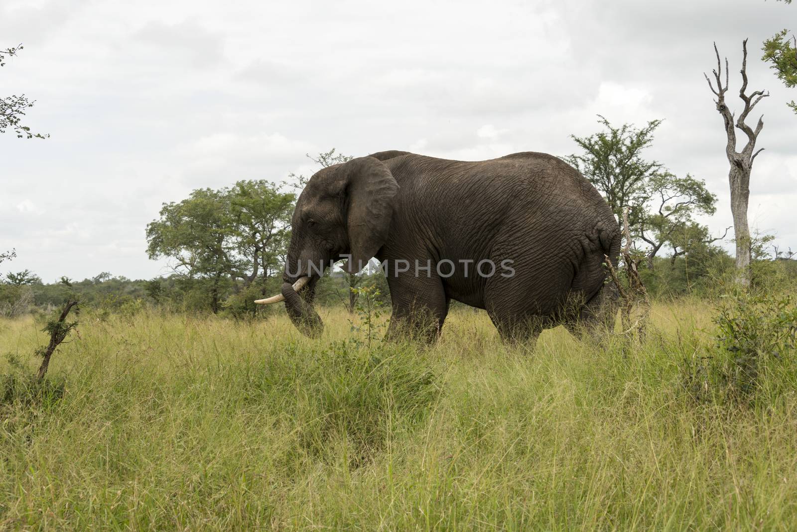 wild animal in kruger national parc south africa