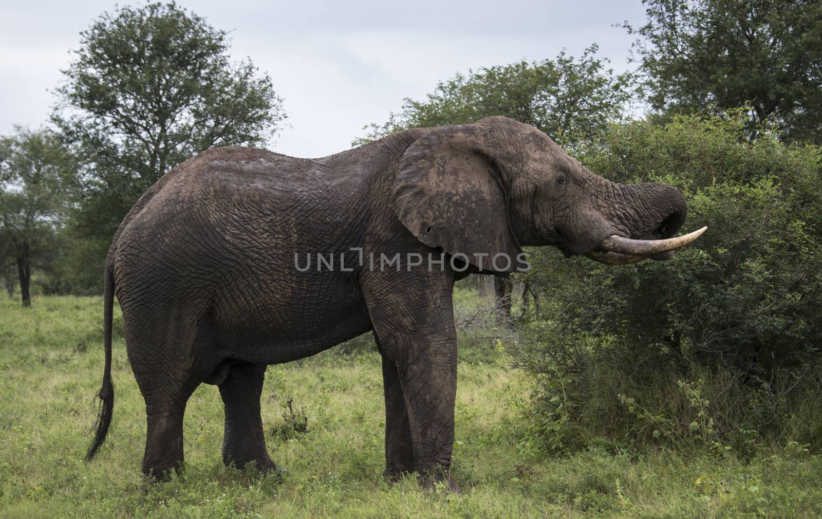 wild animal in kruger national parc by compuinfoto