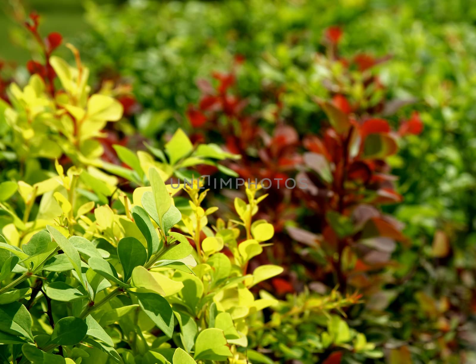 Variegated Bushes with Small Leaves closeup Outdoors. Focus on Foreground