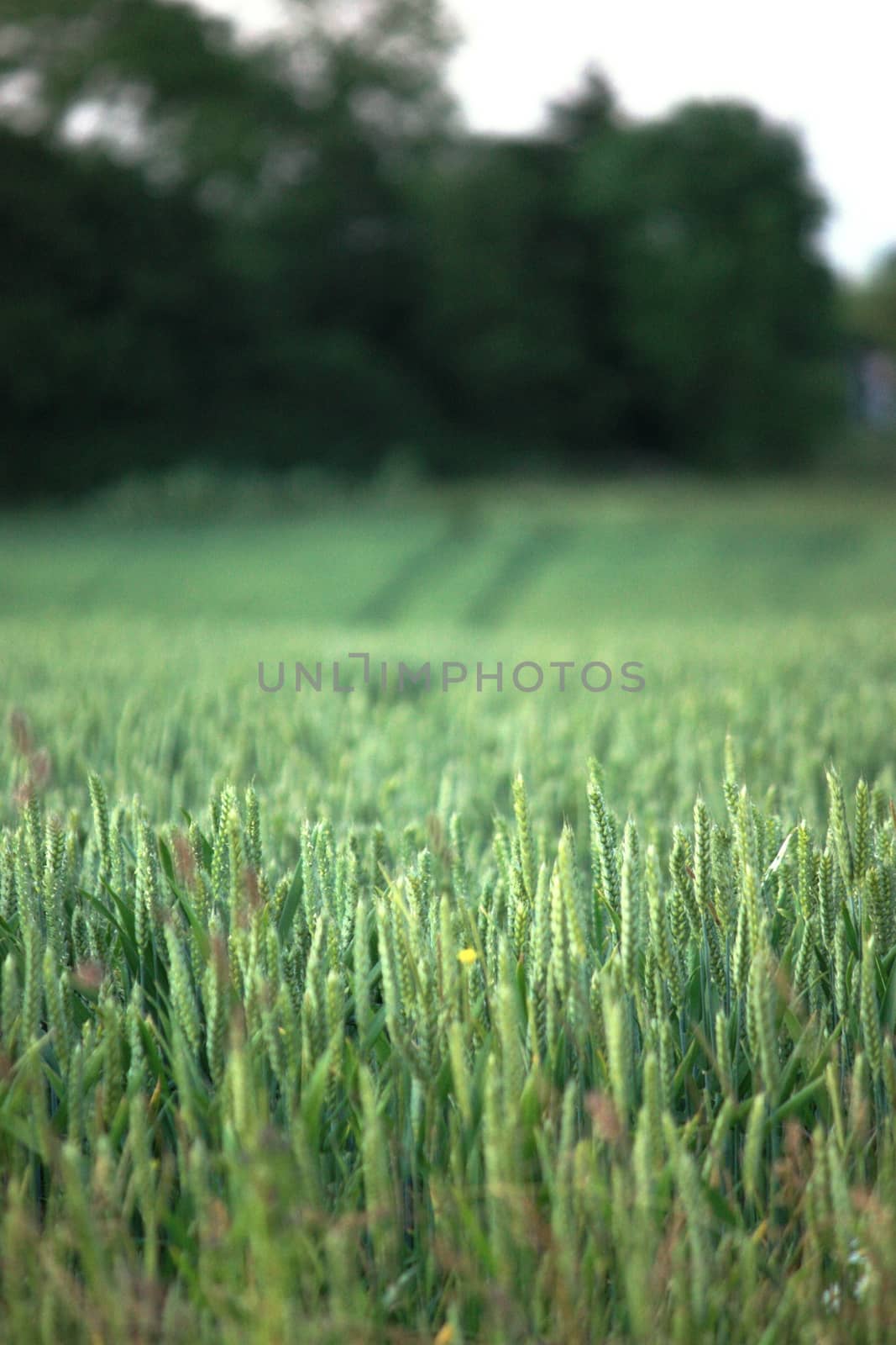 crops in a rural field