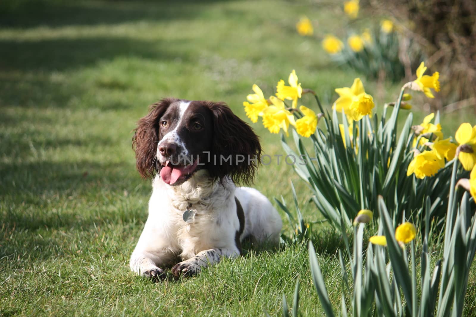 liver and white working type english springer spaniel pet gundog posing with daffodils