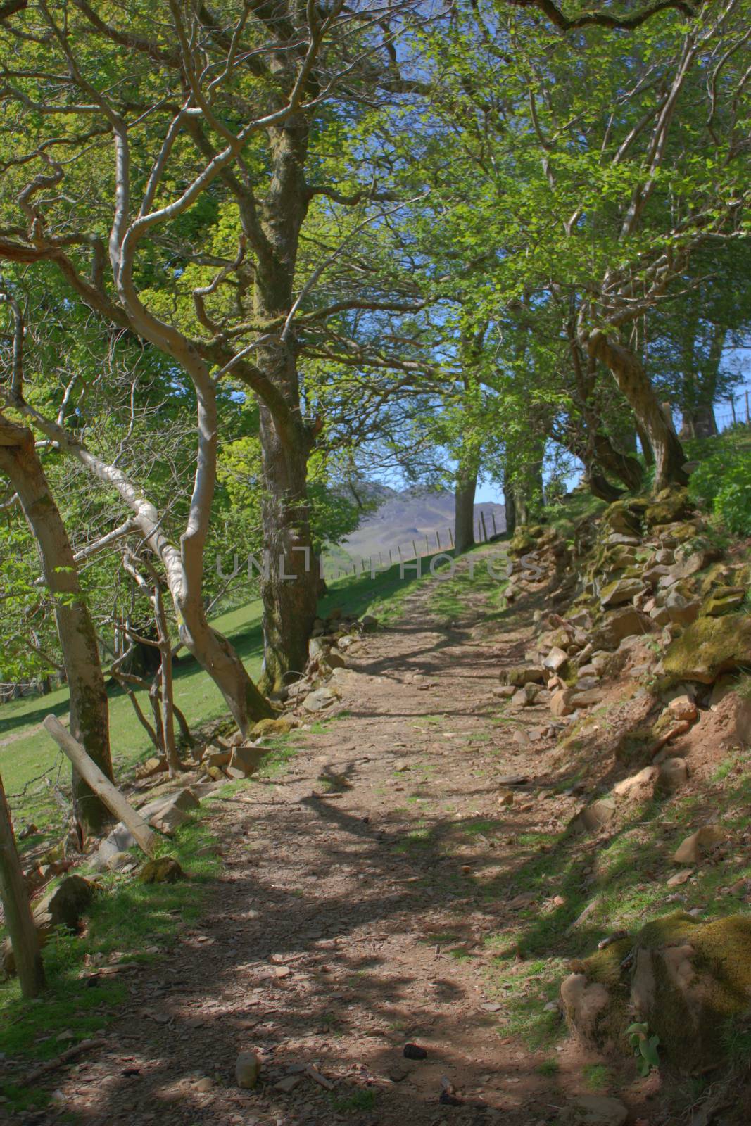 trees lining a woodland path by chrisga