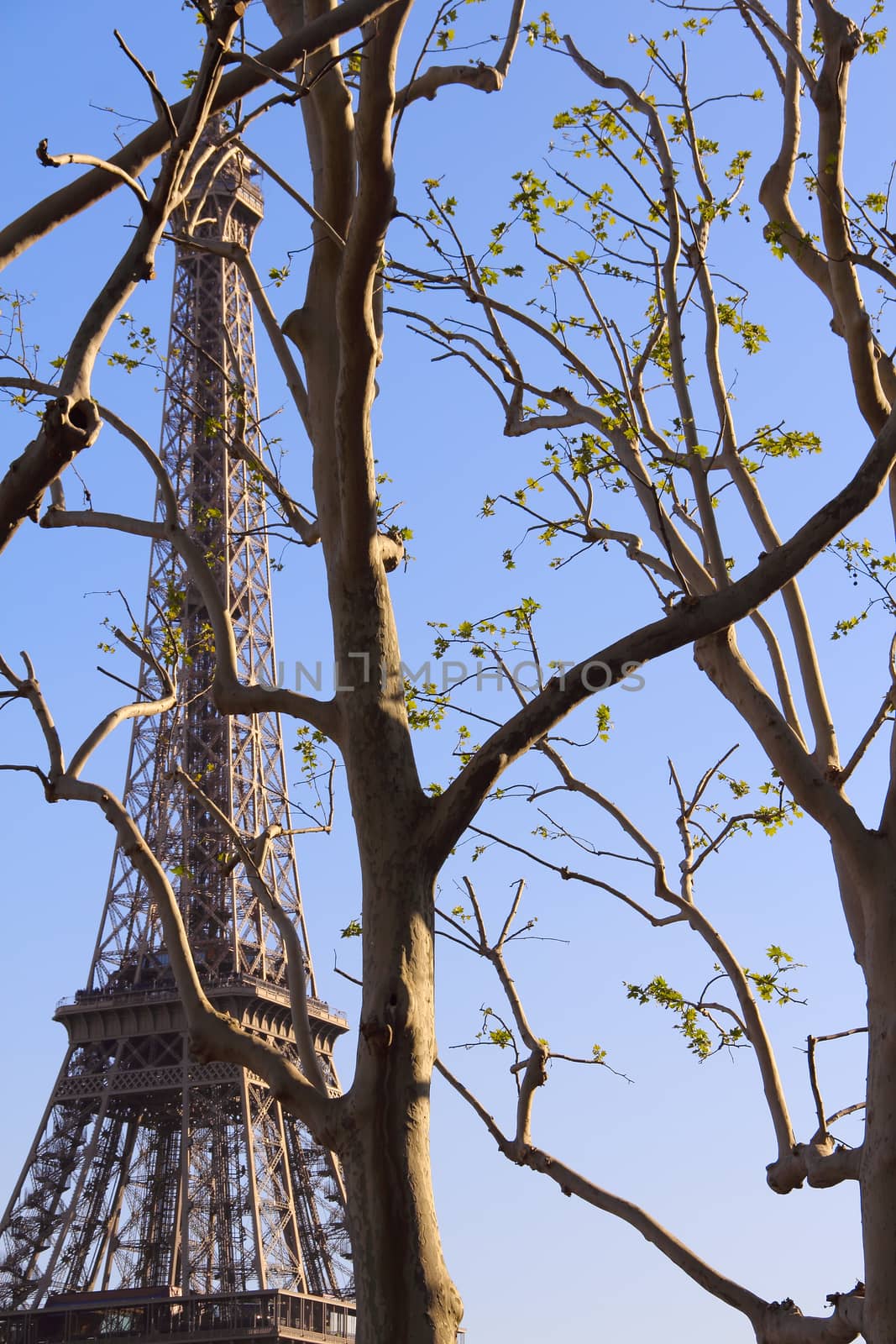 View on Eiffel tower through spring trees