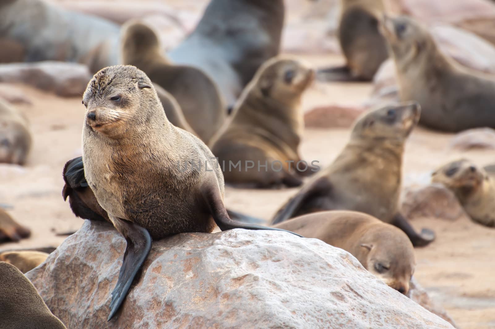 Cape Fur Seals by JFJacobsz