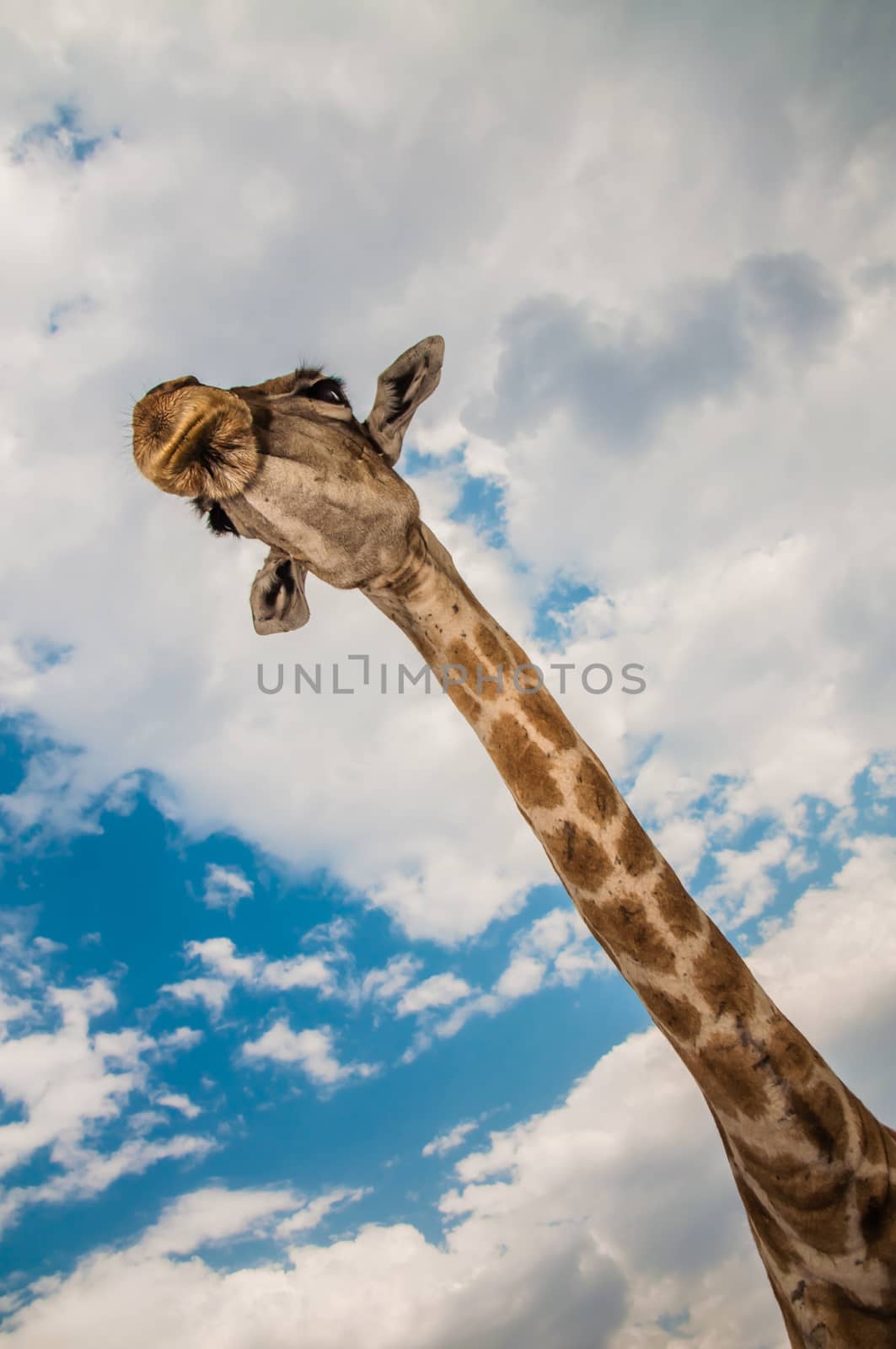 Close up photo of the neck and face of a giraffe.