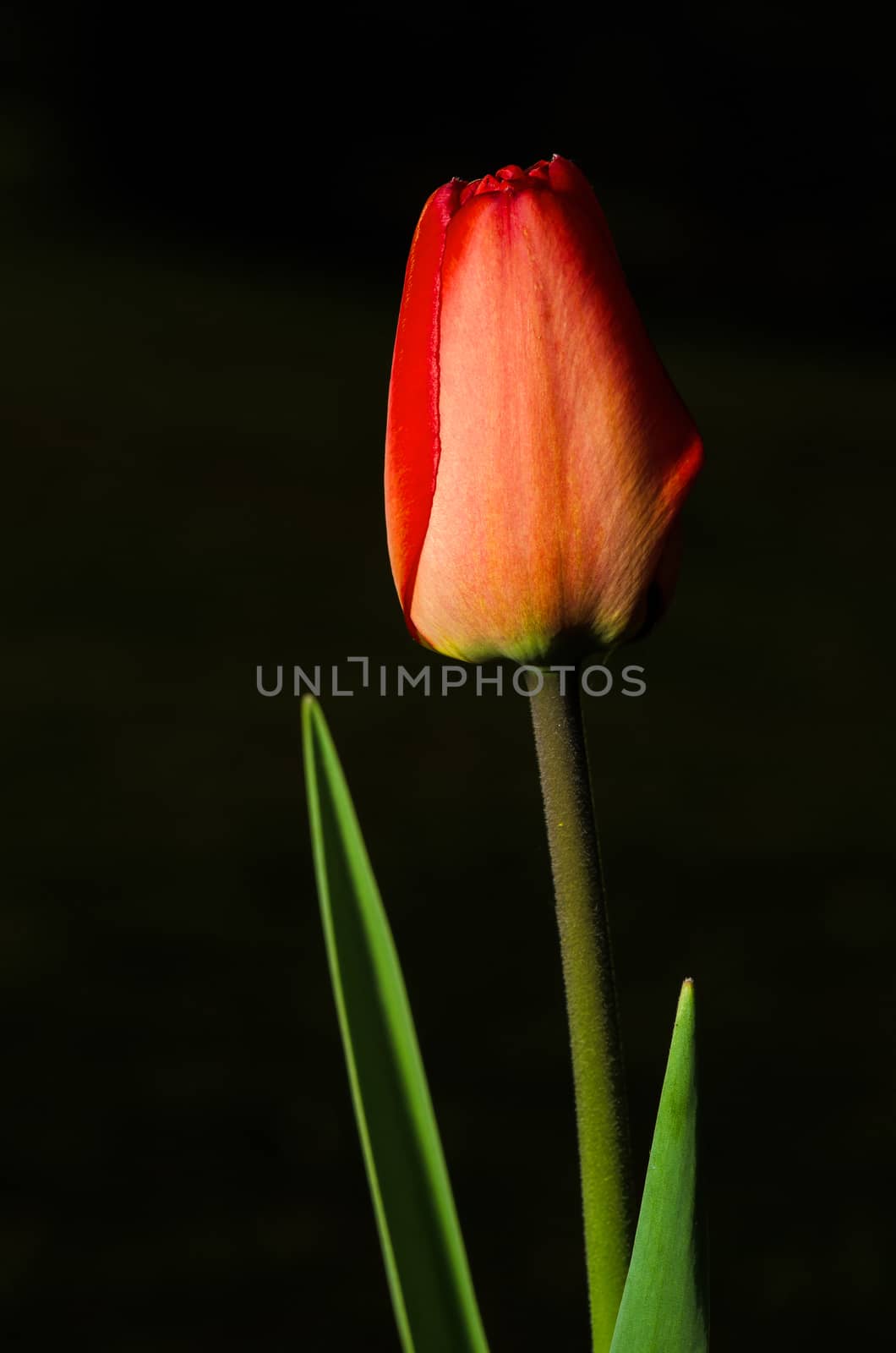 Beautiful red tulip detail isolated on black background