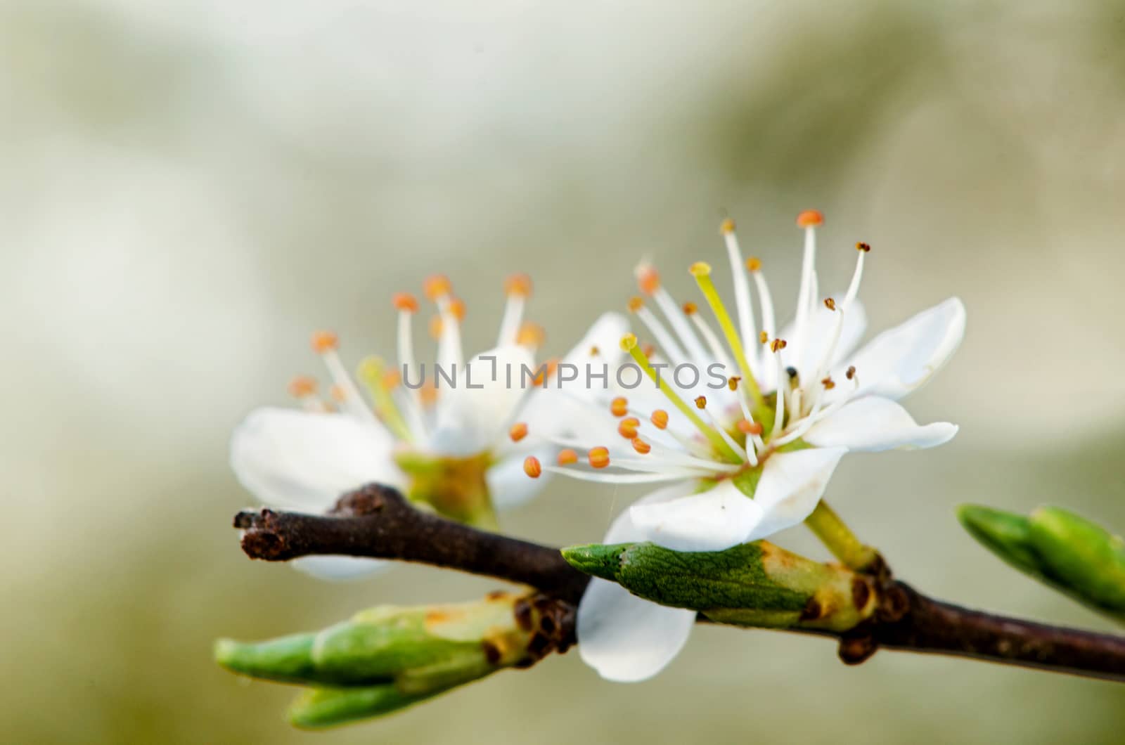 Tree branch with several white yellow blooms.