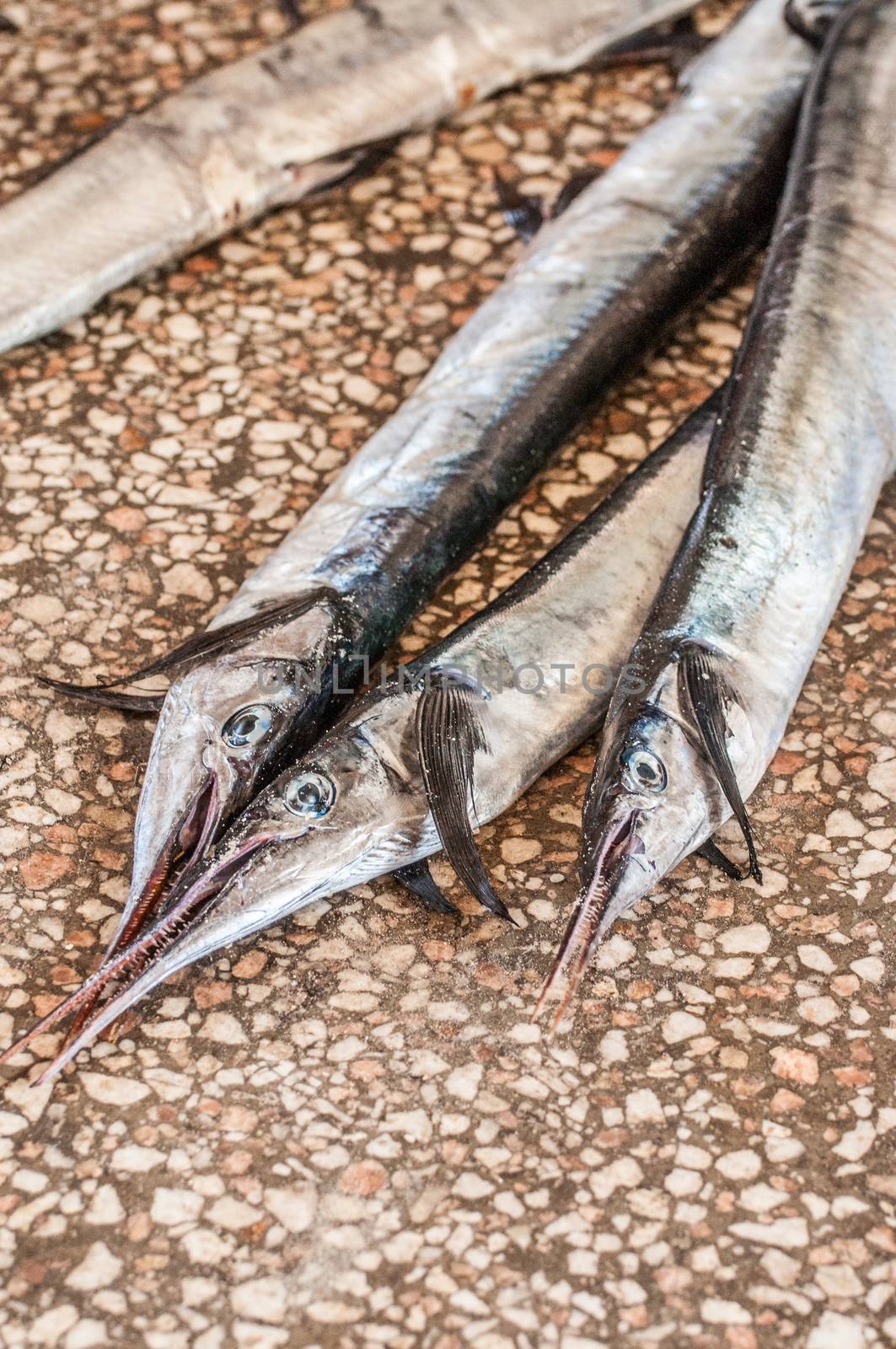 Barracuda, fresh from the ocean, up for sale at the fish market in Stonetown, Zanzibar.