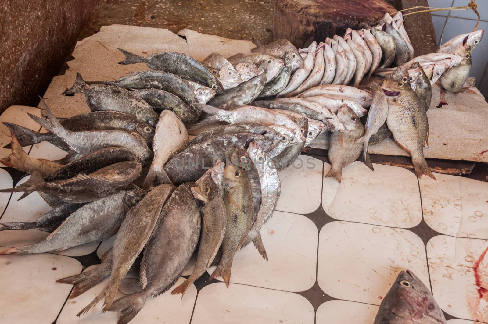 Fish available for sale at Stone Town fish market in Zanzibar.