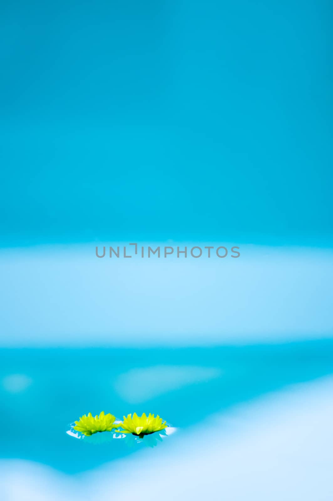 Two yellow daisy flowers floating on water, one next to the other. The yellow of the daisies constrasting with the blue of the water.