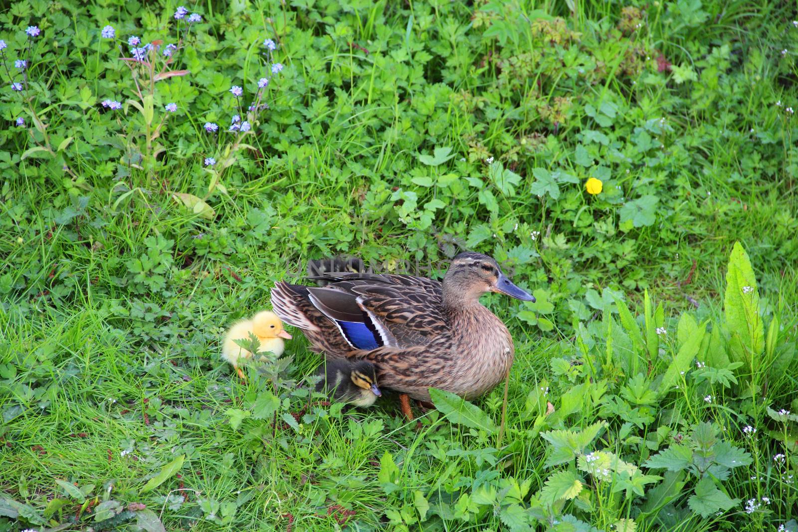 Mother-duck and ducklings by destillat