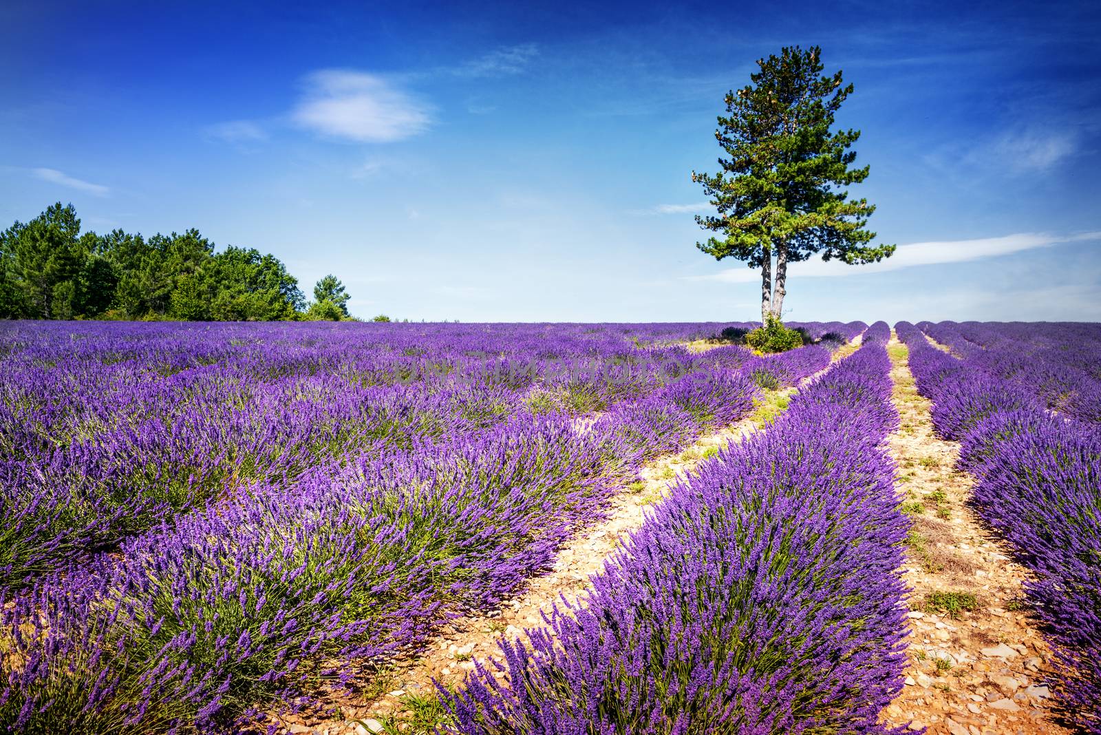 Lavender field in Provence, near Sault, France 
