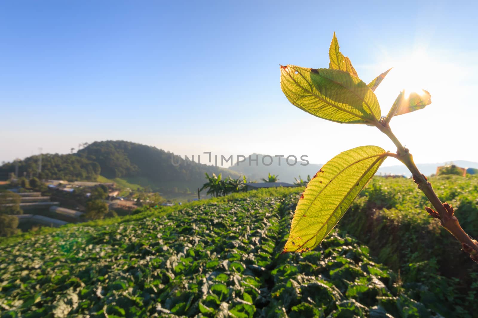 cabbage field and sunshrine at Monjam ,Chiangmai ,Thailand