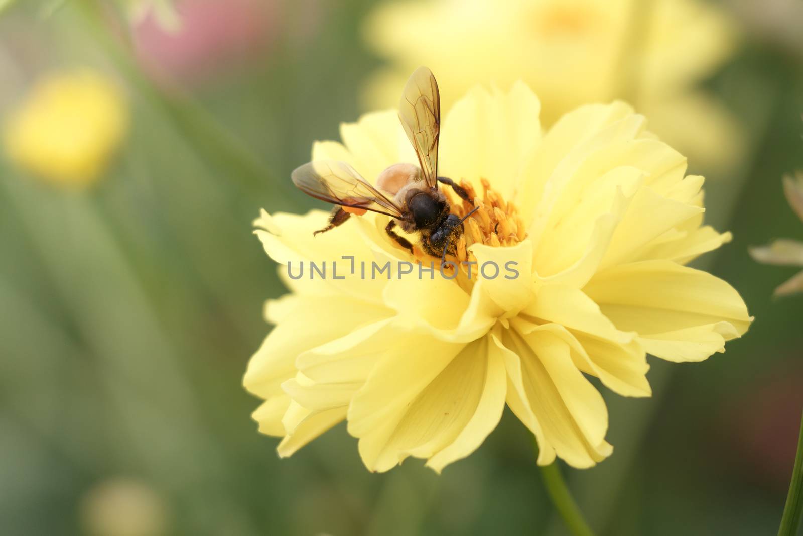 bee swarm flower ( vintage style ) by stockdevil